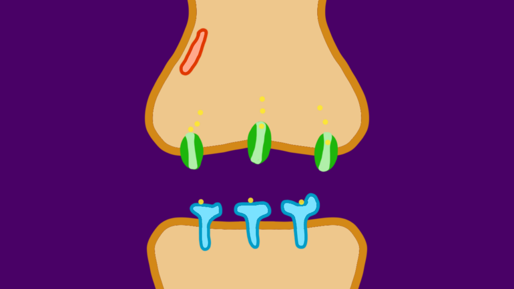 Schematische Darstellung einer Synapse mit Botenstoffen