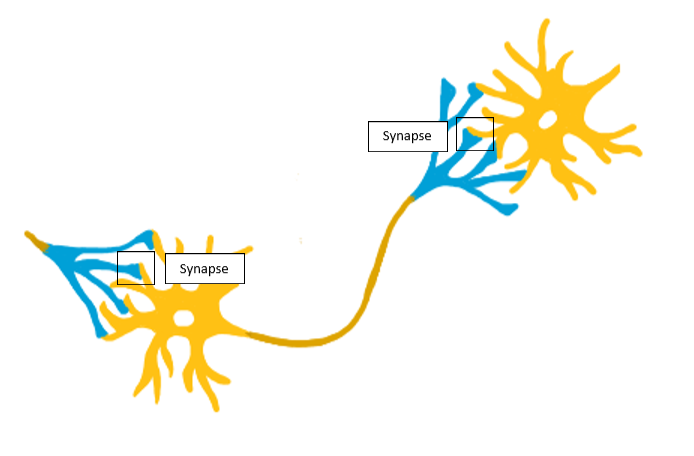 Illustration einer Nervenzelle mit Synapsen