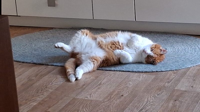 Katze liegt auf einem Teppich am Boden
